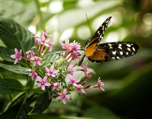 Fototapeta na wymiar Pretty Butterfly