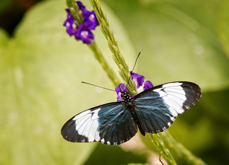 Pretty Butterfly