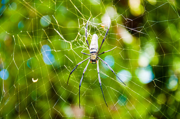 Large tropical spider in the web