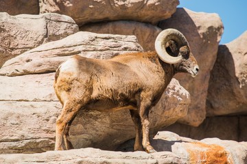 Bighorn Sheep on the Rocks