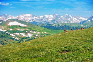 Colorado Panorama with Elks
