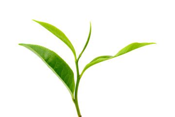 Obraz premium tea leaf isolated on white background