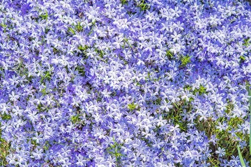 Obraz premium Violet Flowers Background