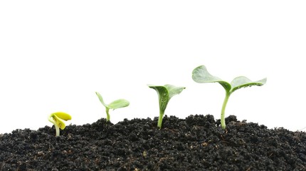 Melon planting