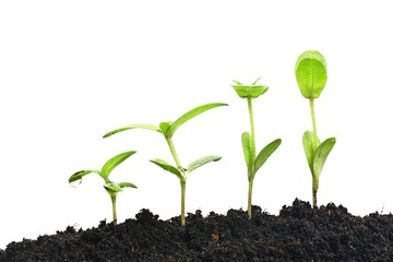 Growing plants