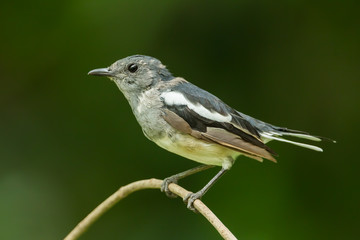 Female Oriental Magpie Robin (Copsychus saularis)