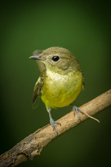 Portrait of Female yellow-rumped flycatcher