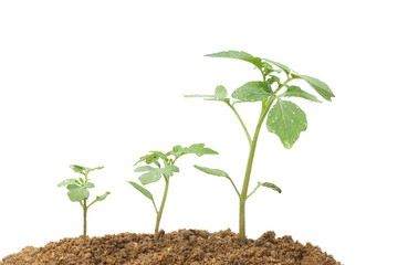 Growing plants