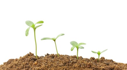 Growing plants