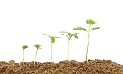 Growing plants