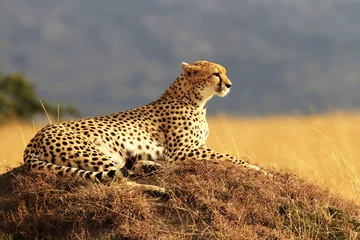 Gordijnen Cheetah op de Masai Mara in Afrika © Bryan Busovicki