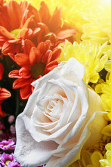 background image of the colorful flowers