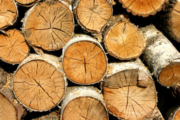Birch fire wood