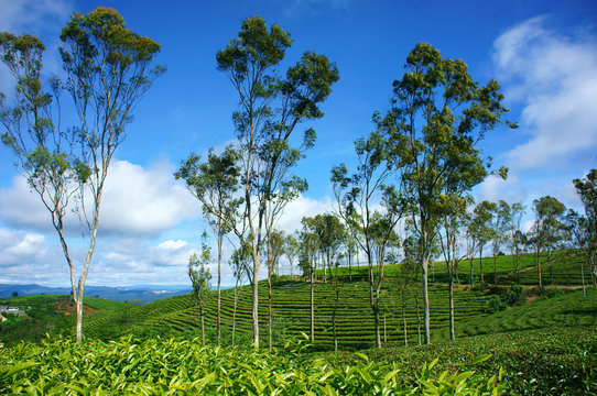 Beautiful landscape, tree, tea hill, Dalat travel