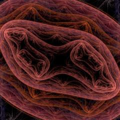 Symmetrical growth of bacteria