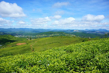 Fototapeta na wymiar Impressive landscape, Dalat, Vietnam, tea plantation