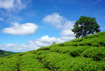 Fototapeta na wymiar Lonely tree, tea hill, Dalat countryside