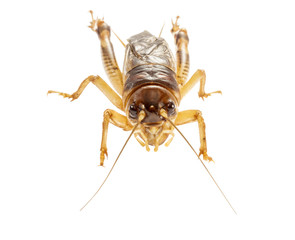 Cricket (Gryllus)  on white background.