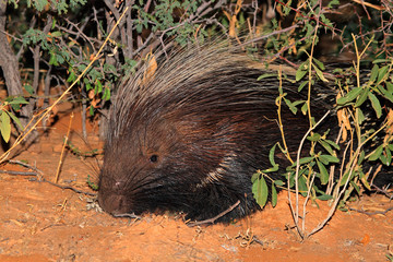 Cape porcupine in natural habitat
