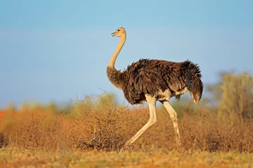 Fotobehang Struisvogel Vrouwelijke struisvogel, Kalahari-woestijn