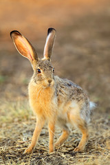 Naklejka na ściany i meble Scrub hare (Lepus saxatilis) in natural habitat