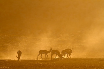 Fototapeta na wymiar Springbok at sunrise, Kalahari desert