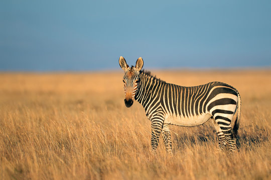 Fototapeta Cape Mountain Zebra in grassland