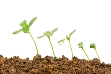 Growing plants