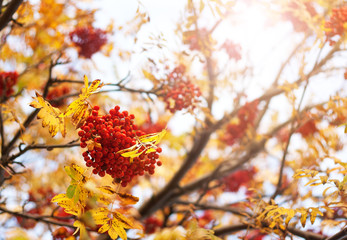 Rowan tree branches in autumn