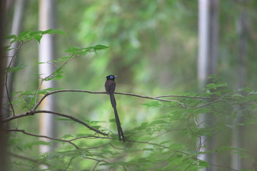 サンコウチョウ