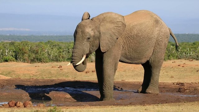 An African bull elephant at a waterhole