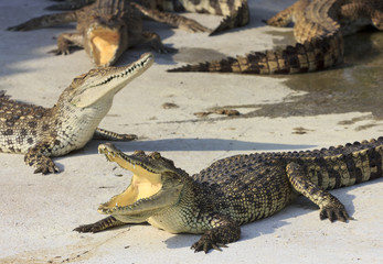 Crocodile agape. Shot in Samut Prakan Crocodile Farm and Zoo. Sa