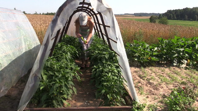 woman pick green chili pepper in mini glasshouse in garden