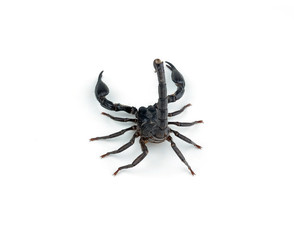 Scorpion isolated on white background