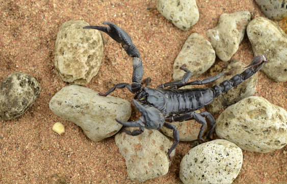 Scorpion fighting position