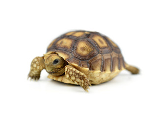 turtle on white background
