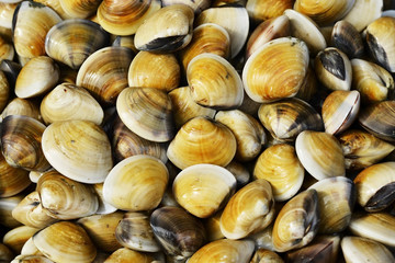 Many ENAMEL VENUS SHELL in seafood market background