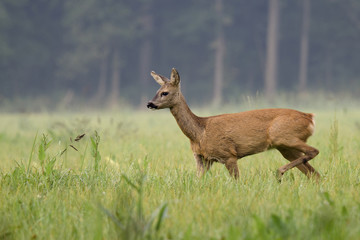 Weibliches Reh (Capreolus capreolus) 12