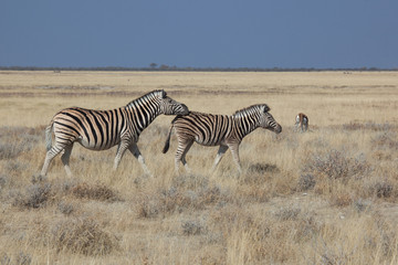 Fototapeta na wymiar Coppia di zebre in africa
