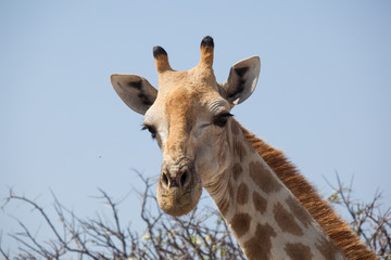 Ritratto di giraffa Namibia