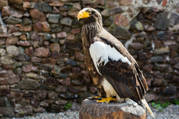 Oiseau Pygargue de Steller