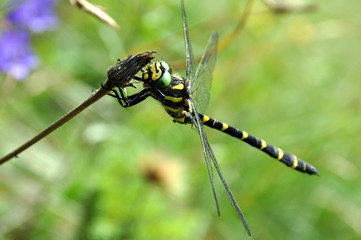 Ruhende Libelle