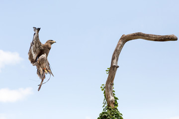 Fototapeta na wymiar Aigle royal qui atterrit sur la branche