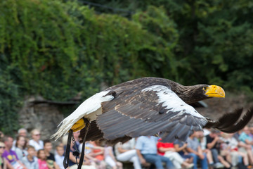 Oiseau rapace Pygargue de Steller en vol