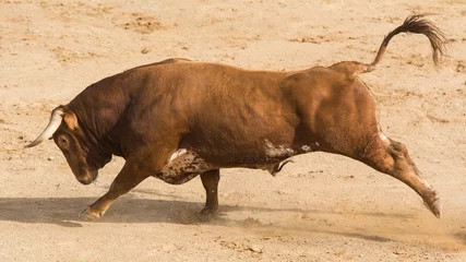 Fotobehang Spaanse Bravo-stier © AmadeoAV