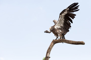 Oiseau Vautour à dos blanc sur une branche