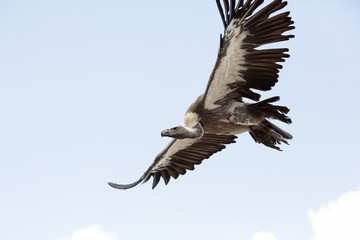Oiseau Vautour à dos blanc en vol