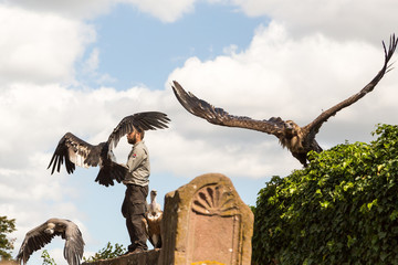 Oiseaux Vautours avec leur dresseur