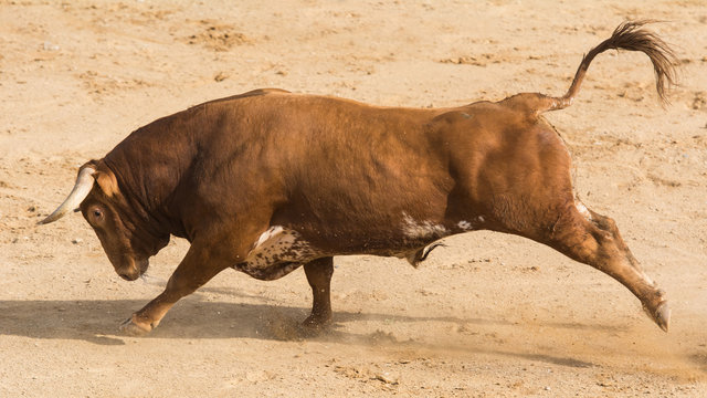 Toro Bravo Espa&ntilde;ol