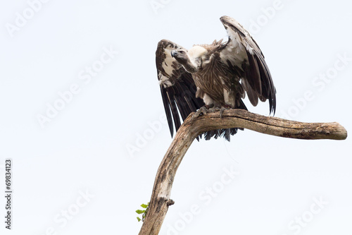 Oiseau Vautour à Dos Blanc Sur Sa Branche Photo Libre De